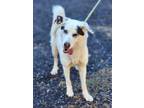 Adopt Cassiopeia a Siberian Husky, Shepherd