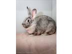 Adopt REGINA a Bunny Rabbit, Chinchilla