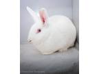 Adopt FIONA a Bunny Rabbit