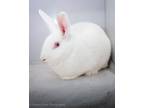 Adopt FIONA a Bunny Rabbit, New Zealand