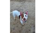 Adopt Coco a American Staffordshire Terrier, Pit Bull Terrier