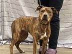 Adopt Leanna (foster) a Mixed Breed