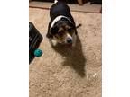 Adopt Dixie a Beagle