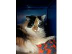 Adopt Betty a Domestic Medium Hair, Calico