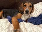 Adopt Annie a Beagle