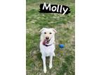 Adopt Molly Moo (Foster Needed) a Shepherd, Labrador Retriever