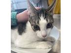 Adopt MINNIE a Domestic Short Hair