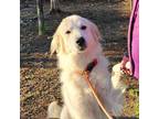 Adopt Abby a Great Pyrenees