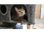 Adopt Zoey a Domestic Short Hair