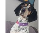 Adopt Lucy a Bluetick Coonhound