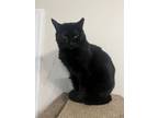 Adopt MYSTERY a Domestic Short Hair
