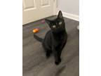 Adopt SYLVANAS a Domestic Short Hair