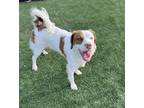 Adopt CO/Lilo a Brittany Spaniel, Pointer