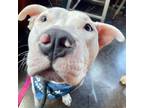 Adopt Olivia Rodrigo a American Staffordshire Terrier, Mixed Breed