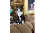 Adopt Eva a Domestic Short Hair