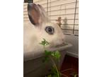 Adopt Ponya a Hotot, Netherland Dwarf