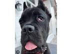 Adopt 8 MONTH OLD LIL GIRL a Cane Corso, Mastiff