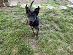 Adopt FRAN a Labrador Retriever, German Shepherd Dog