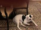 Adopt PEARL a Pit Bull Terrier, Mixed Breed
