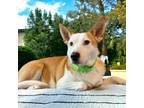 Adopt Mama Noelle a Cattle Dog