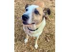 Adopt Rosie - NE Foster a Cattle Dog