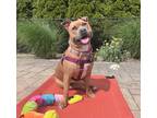 Adopt Freya- Sweet Deaf Girl a Pit Bull Terrier