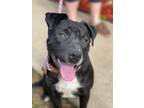 Adopt Raven - LOCAL a Labrador Retriever, Terrier