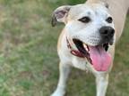Adopt Hazel - Local Foster a Terrier