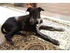 Adopt Layla a Afghan Hound, Saluki