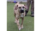 Adopt Yoda a Mastiff, Pit Bull Terrier