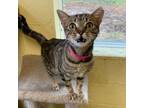 Adopt CARRIE (Spayed!) a Tabby, Domestic Short Hair