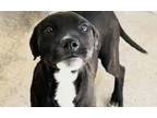 Adopt ALEXA a Pit Bull Terrier