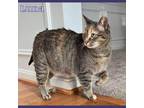 Adopt Luna - Fee Sponsored! a Domestic Short Hair