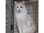 Adopt Ivory-bk a Domestic Short Hair, Siamese