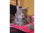 Adopt Sally a Domestic Short Hair