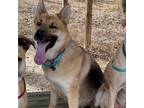 Adopt Wendy a German Shepherd Dog