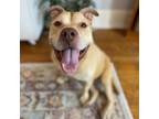 Adopt Melon a Pit Bull Terrier