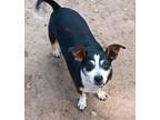 Adopt Macy from Texas a Rat Terrier