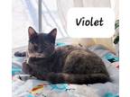 Adopt Violet a Dilute Tortoiseshell, Domestic Short Hair