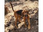 Adopt Maggie a Bloodhound