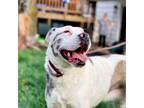 Adopt Keller a Pit Bull Terrier
