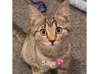 Adopt Sage a Tabby, Domestic Short Hair