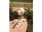 Adopt Cleo a Whippet, Mixed Breed