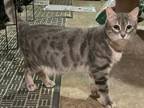 Adult Bengal Female Retired Spayed