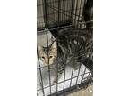 Adopt Skittles a Domestic Short Hair