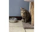 Adopt Poptart a Domestic Short Hair