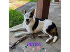 Adopt Petra a Australian Cattle Dog / Blue Heeler, Australian Shepherd