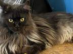 Smoke Maine Coon Female Import Retired Spayed