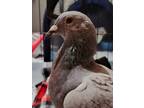 Adopt Wish a Pigeon