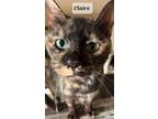 Adopt Claire a Tortoiseshell